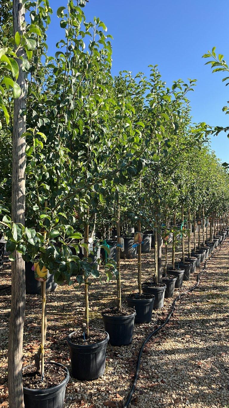 PYRUS COMMUNIS IN VARIETA Pero