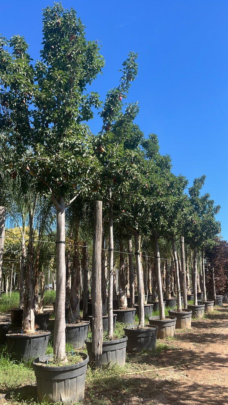 PYRUS COMMUNIS Pero
