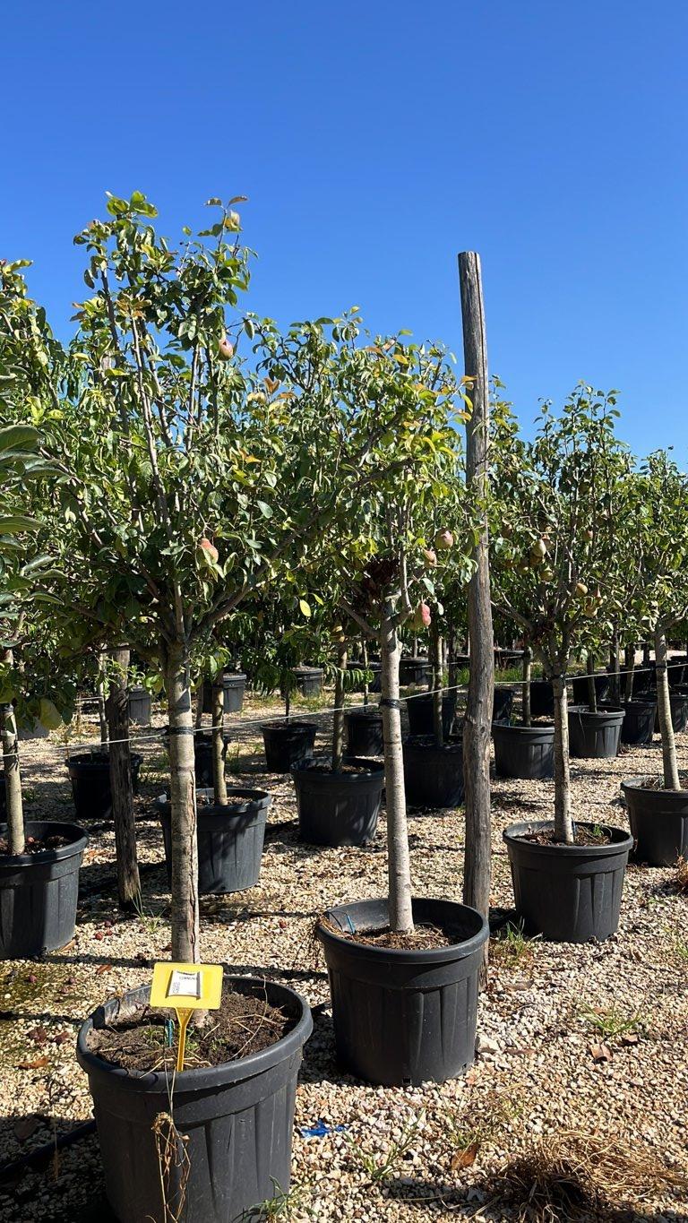 PYRUS COMMUNIS Pero