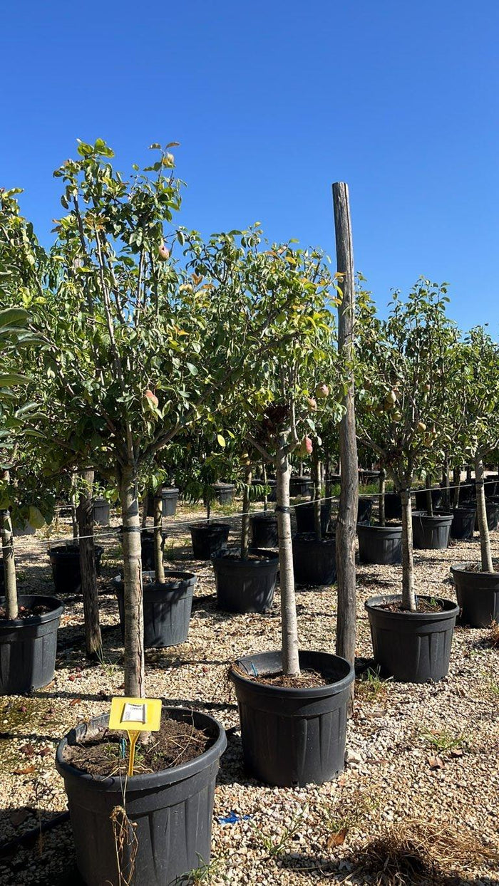 PYRUS COMMUNIS Pero