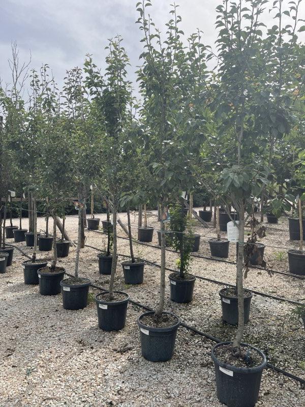 PYRUS COMMUNIS Pero
