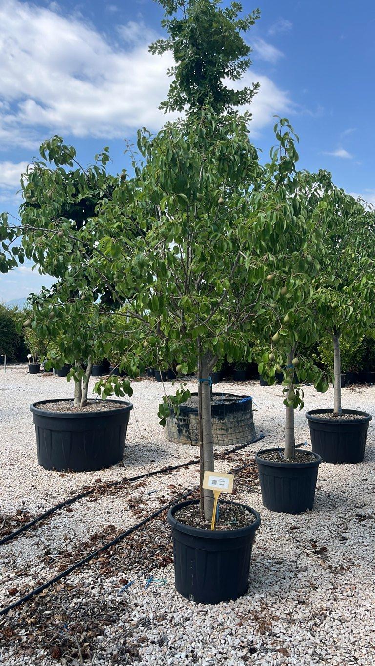 PYRUS COMMUNIS Pero