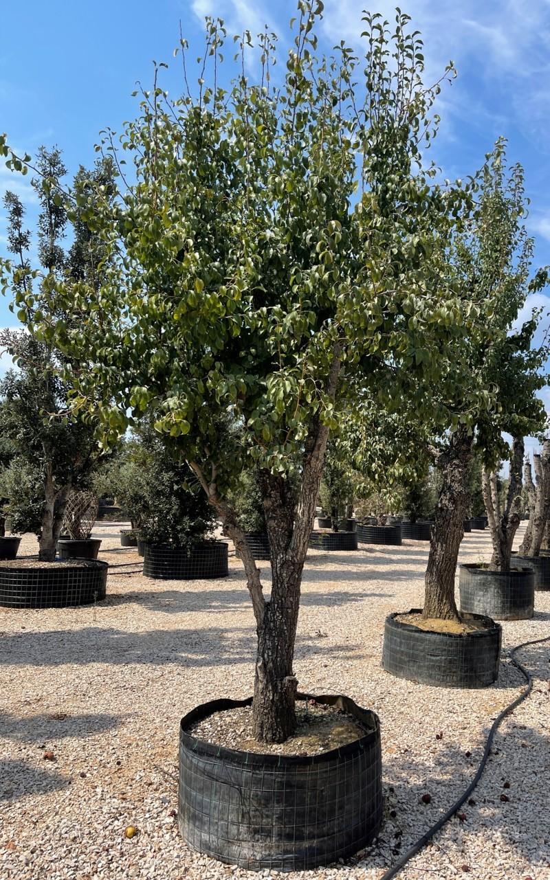PYRUS COMMUNIS Pero