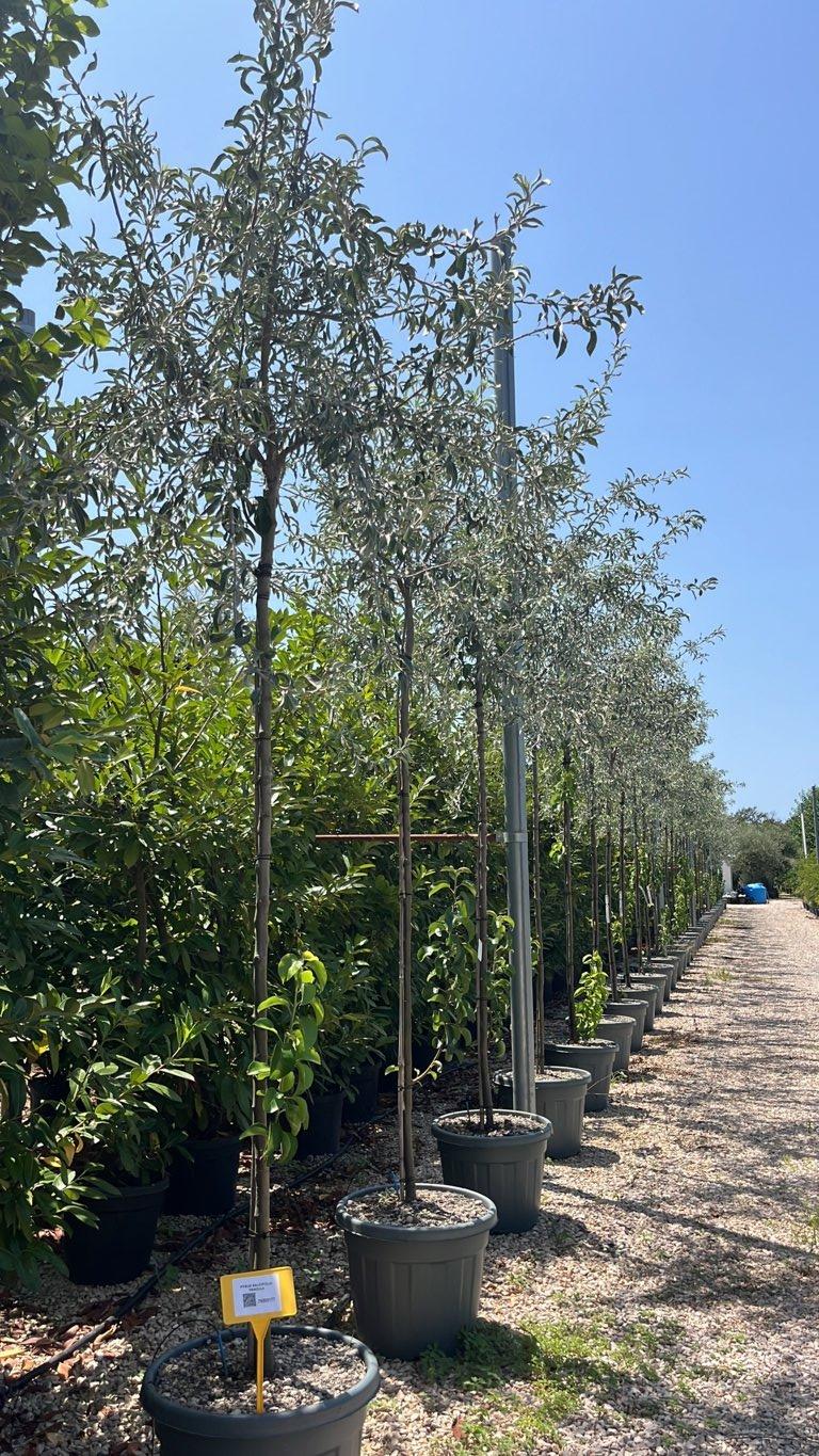 PYRUS SALICIFOLIA PENDULA Pero salicino