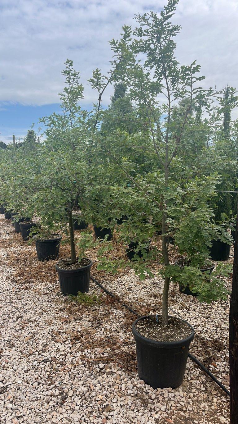 QUERCUS F.C CERRIS Cerro