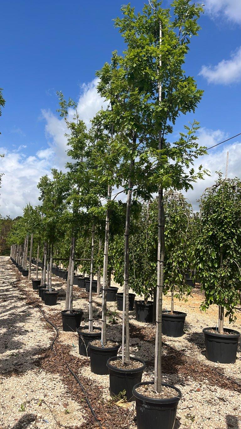 QUERCUS F.C CERRIS Cerro