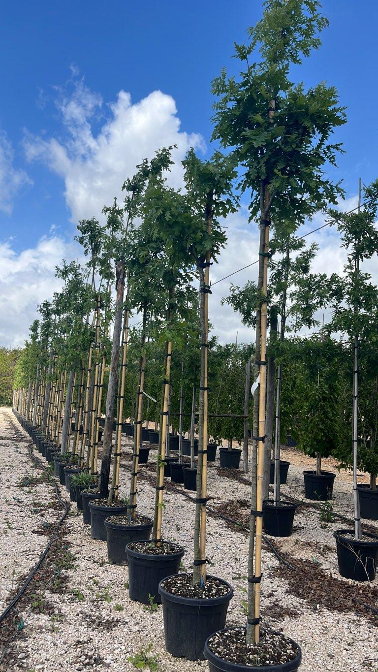 QUERCUS F.C CERRIS Cerro