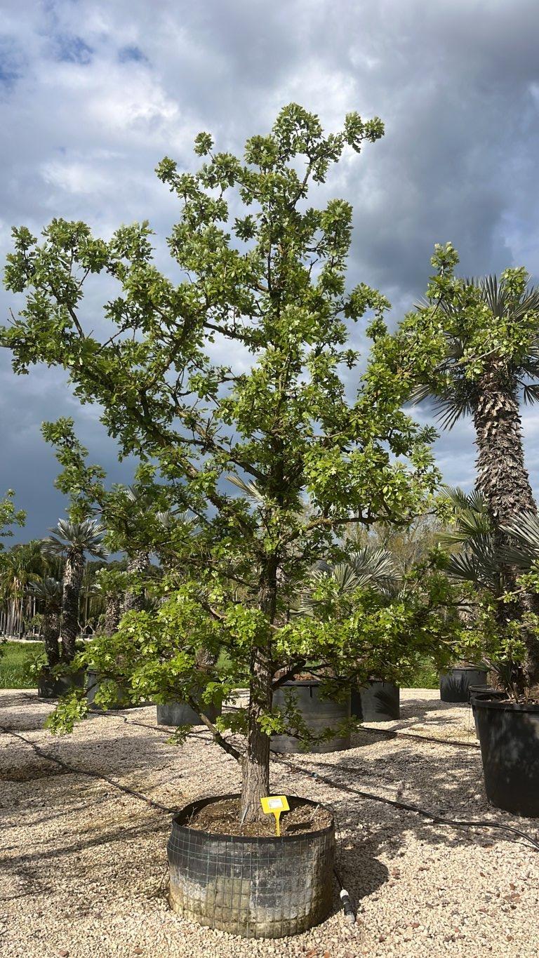 QUERCUS F.C MACROCARPA Quercia macrocarpa