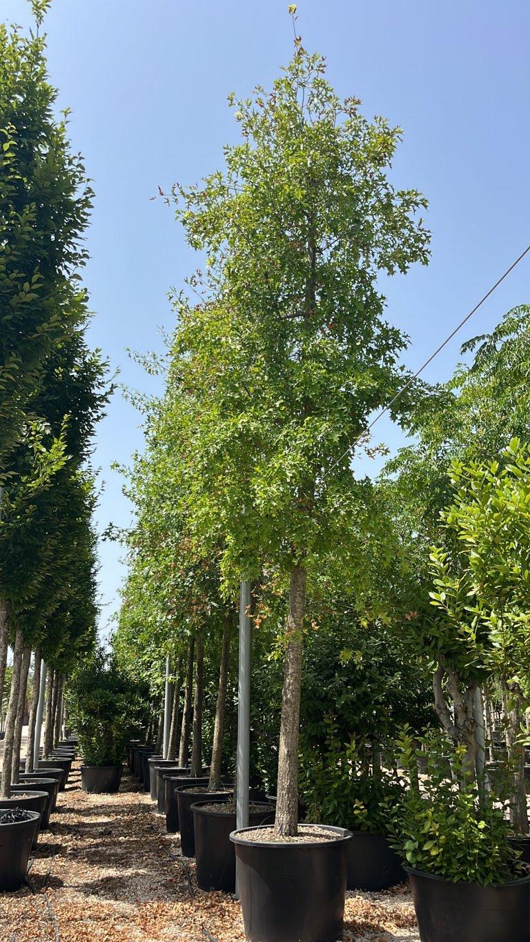 QUERCUS F.C PALUSTRIS Quercia dei pantani, Quercia palustre