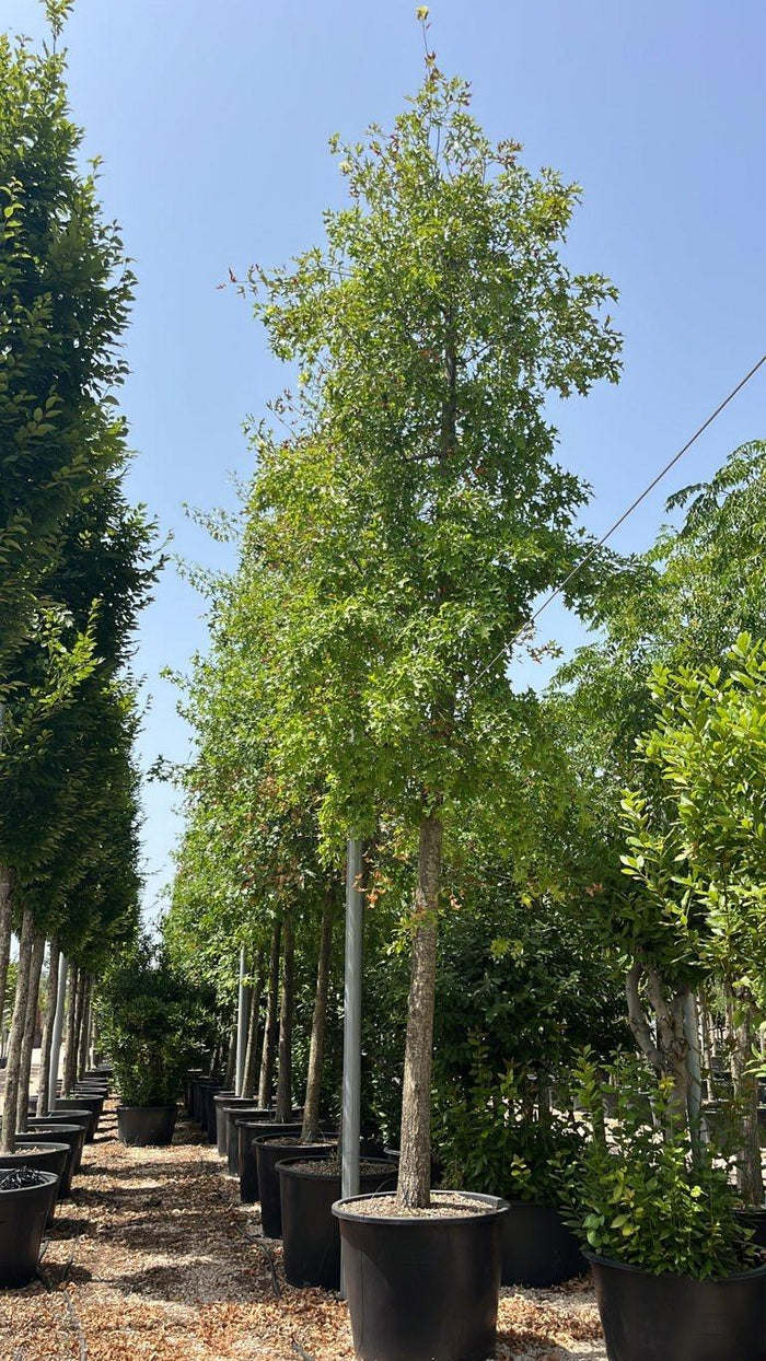 QUERCUS F.C PALUSTRIS Quercia dei pantani, Quercia palustre