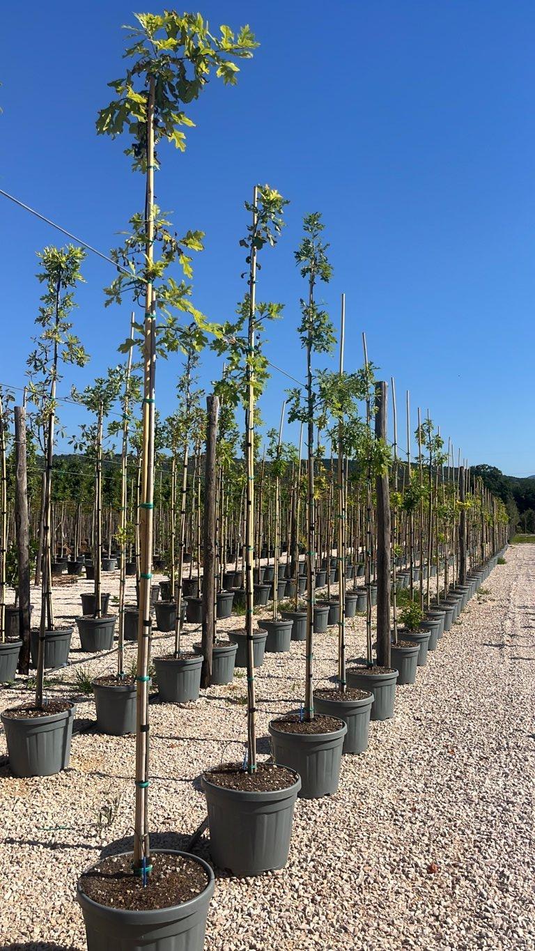 QUERCUS F.C PALUSTRIS Quercia dei pantani, Quercia palustre
