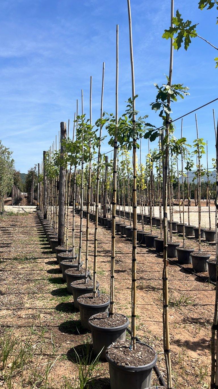 QUERCUS F.C PETRAEA Rovere, Quercia petraea