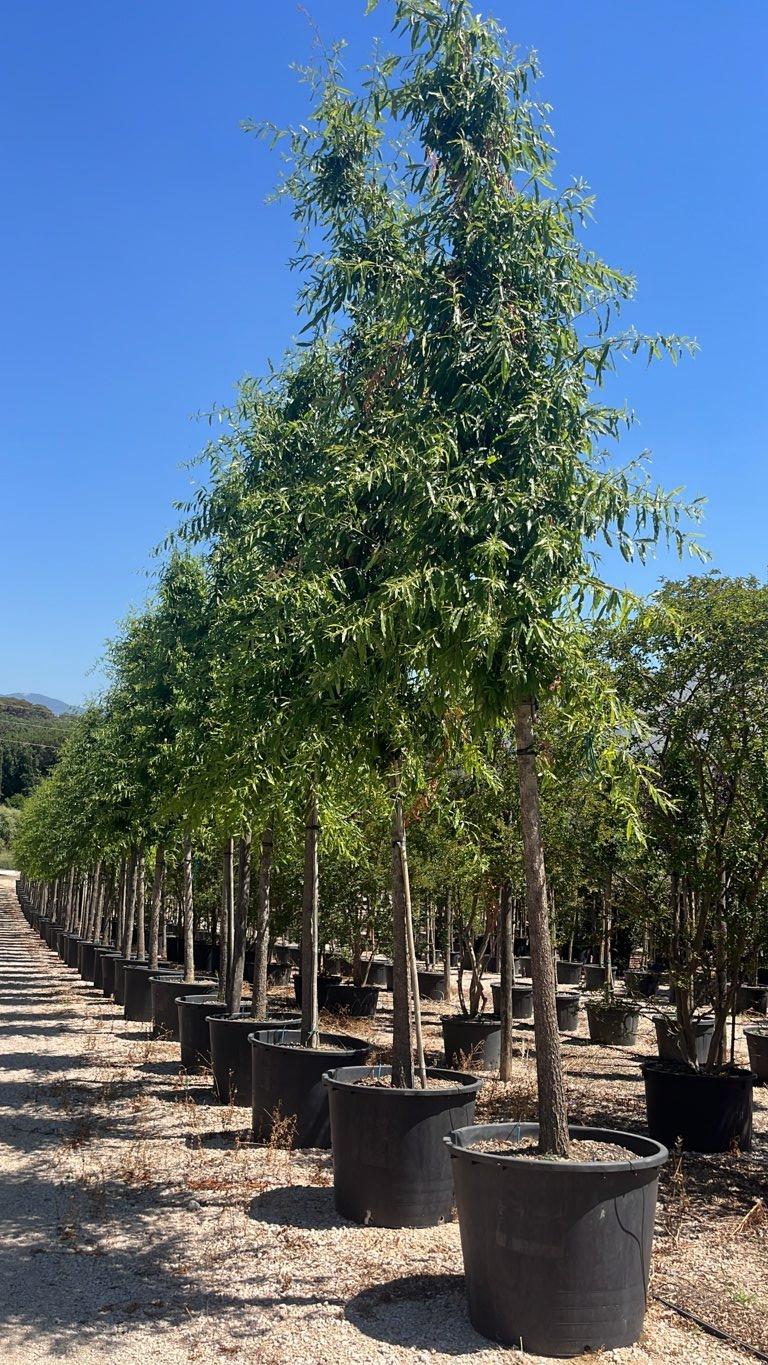 QUERCUS F.C PHELLOS Quercia salice