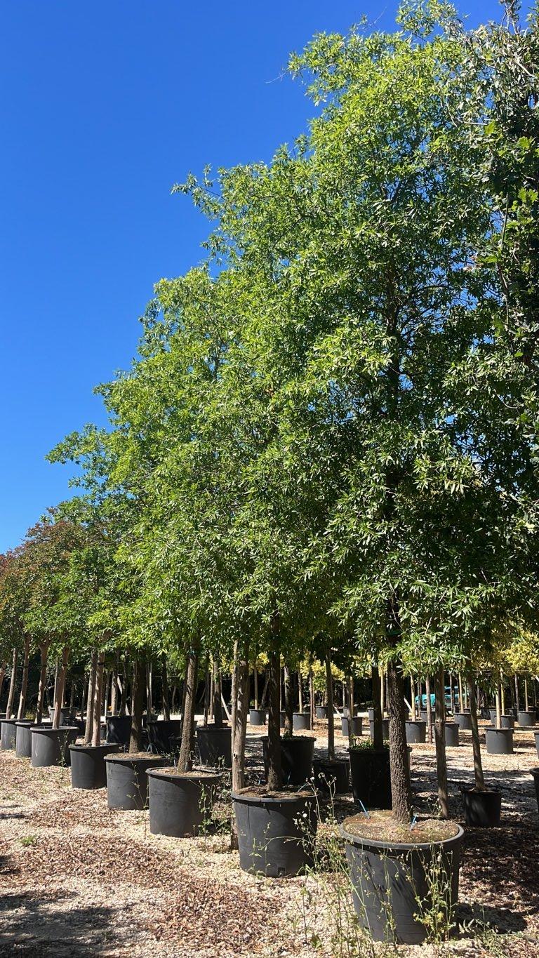 QUERCUS F.C PHELLOS Quercia salice
