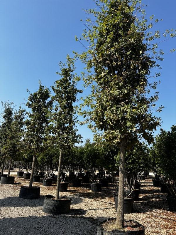 QUERCUS F.C PUBESCENS Roverella