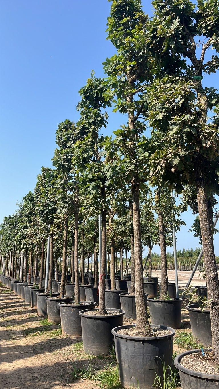 QUERCUS F.C PUBESCENS Roverella