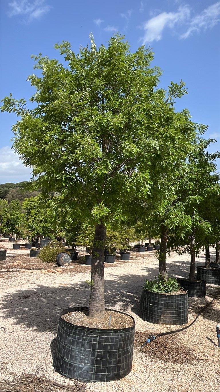 QUERCUS F.C PUBESCENS Roverella