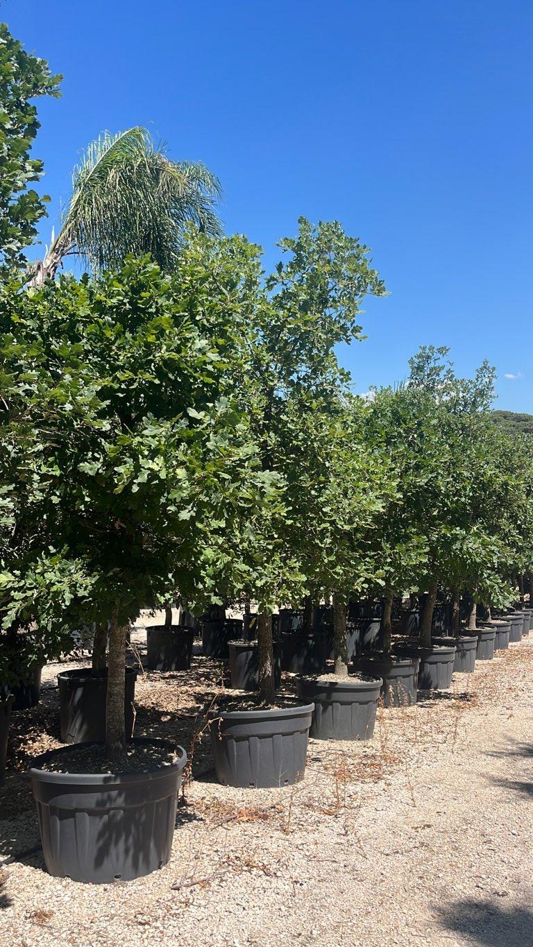 QUERCUS F.C PUBESCENS Roverella
