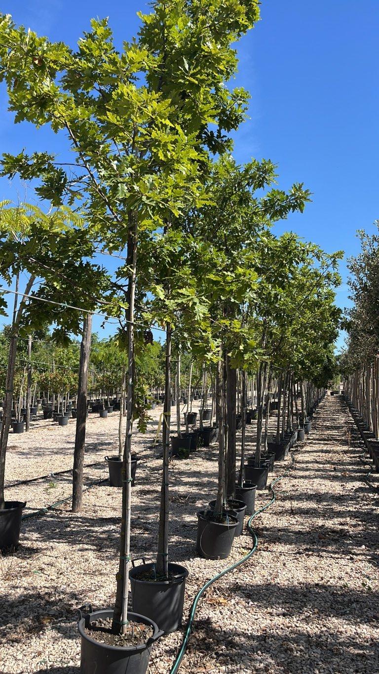 QUERCUS F.C PUBESCENS Roverella