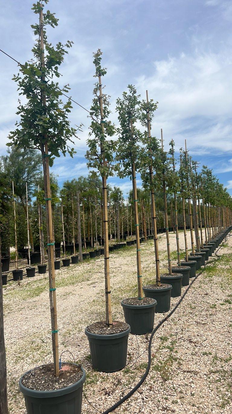 QUERCUS F.C PUBESCENS Roverella