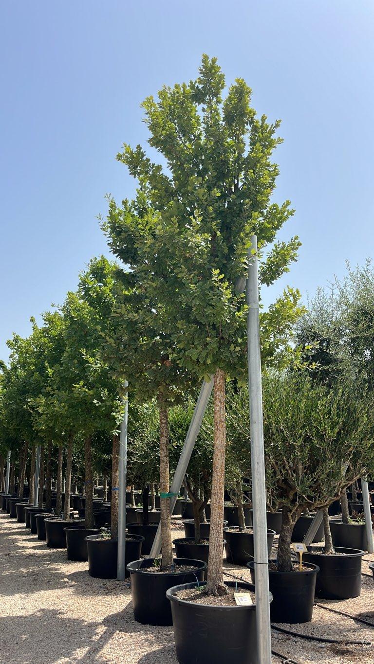 QUERCUS F.C PUBESCENS Roverella