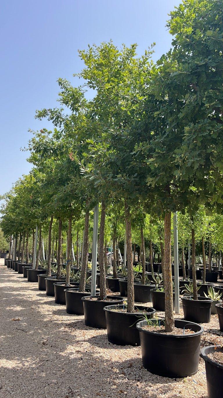 QUERCUS F.C PUBESCENS Roverella