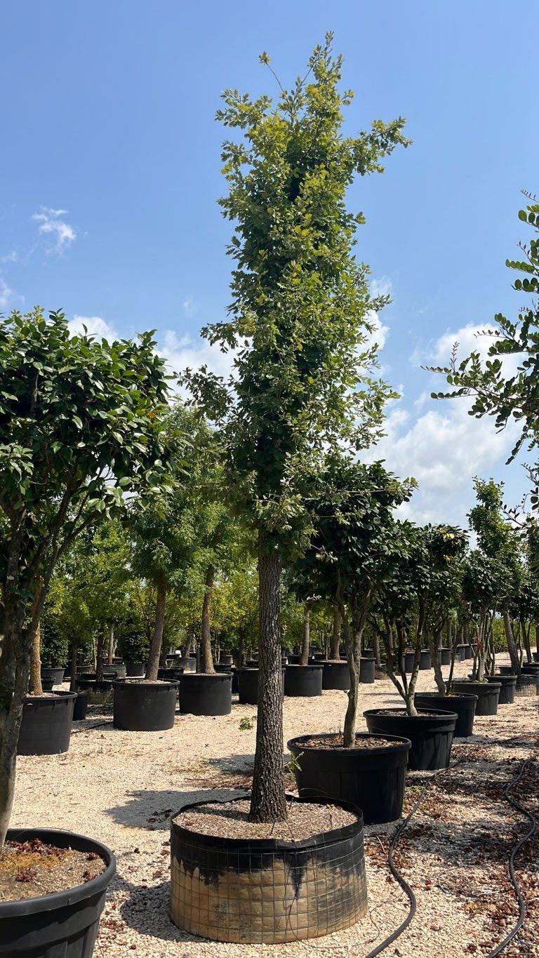 QUERCUS F.C PUBESCENS Roverella