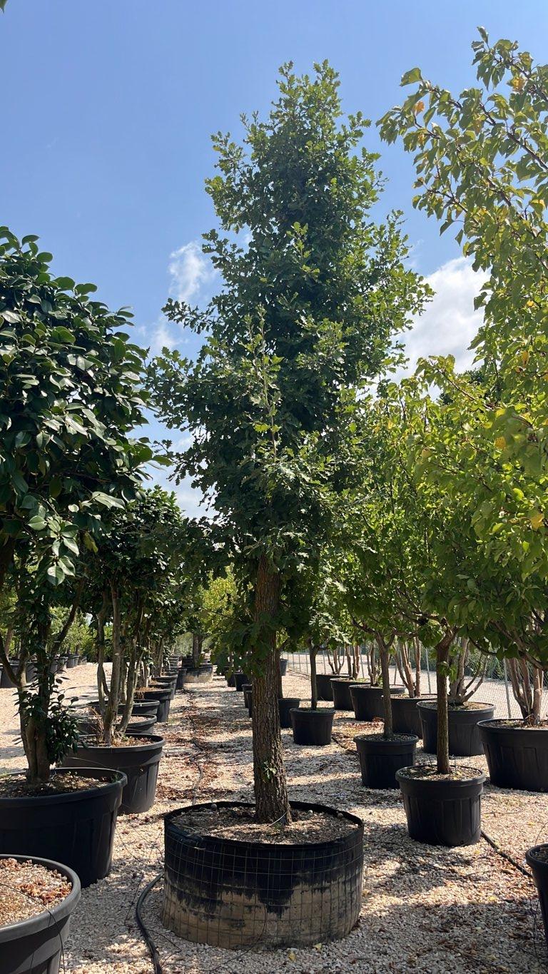 QUERCUS F.C PUBESCENS Roverella