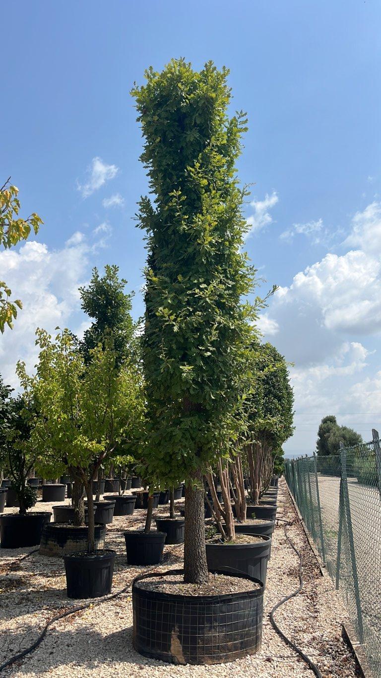 QUERCUS F.C PUBESCENS Roverella