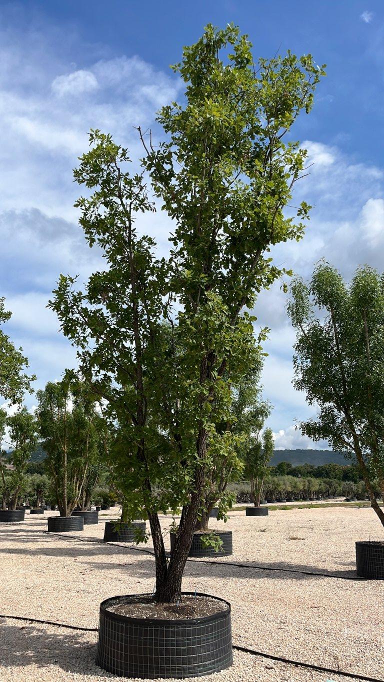 QUERCUS F.C PUBESCENS Roverella