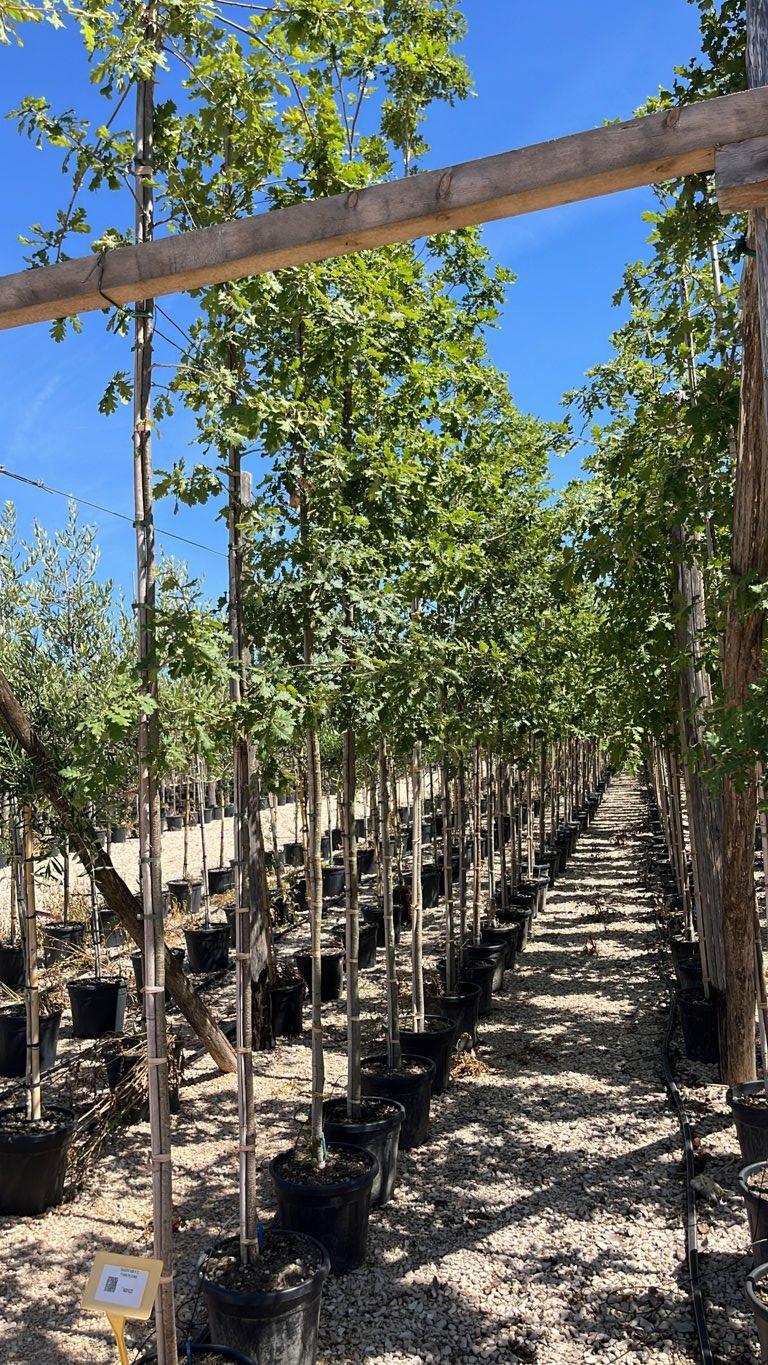 QUERCUS F.C PUBESCENS Roverella