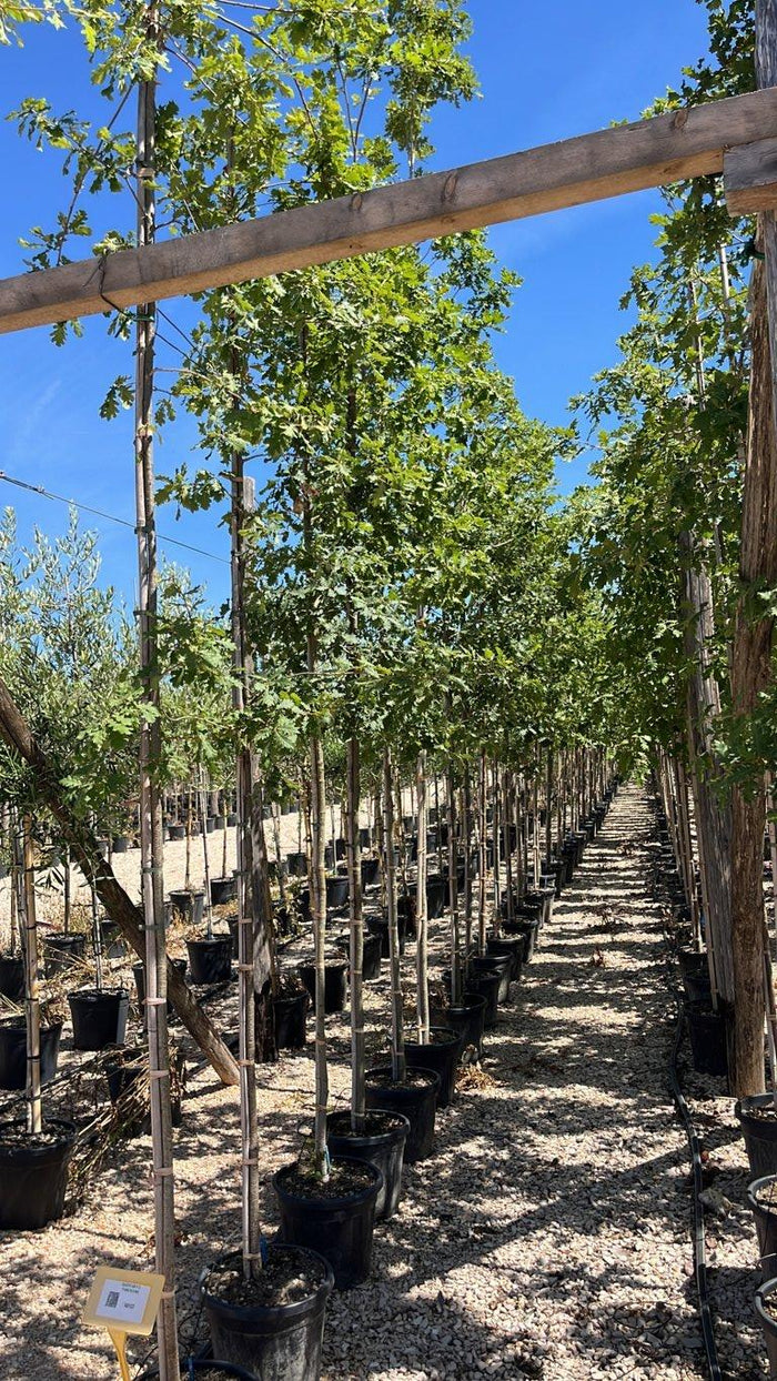 QUERCUS F.C PUBESCENS Roverella