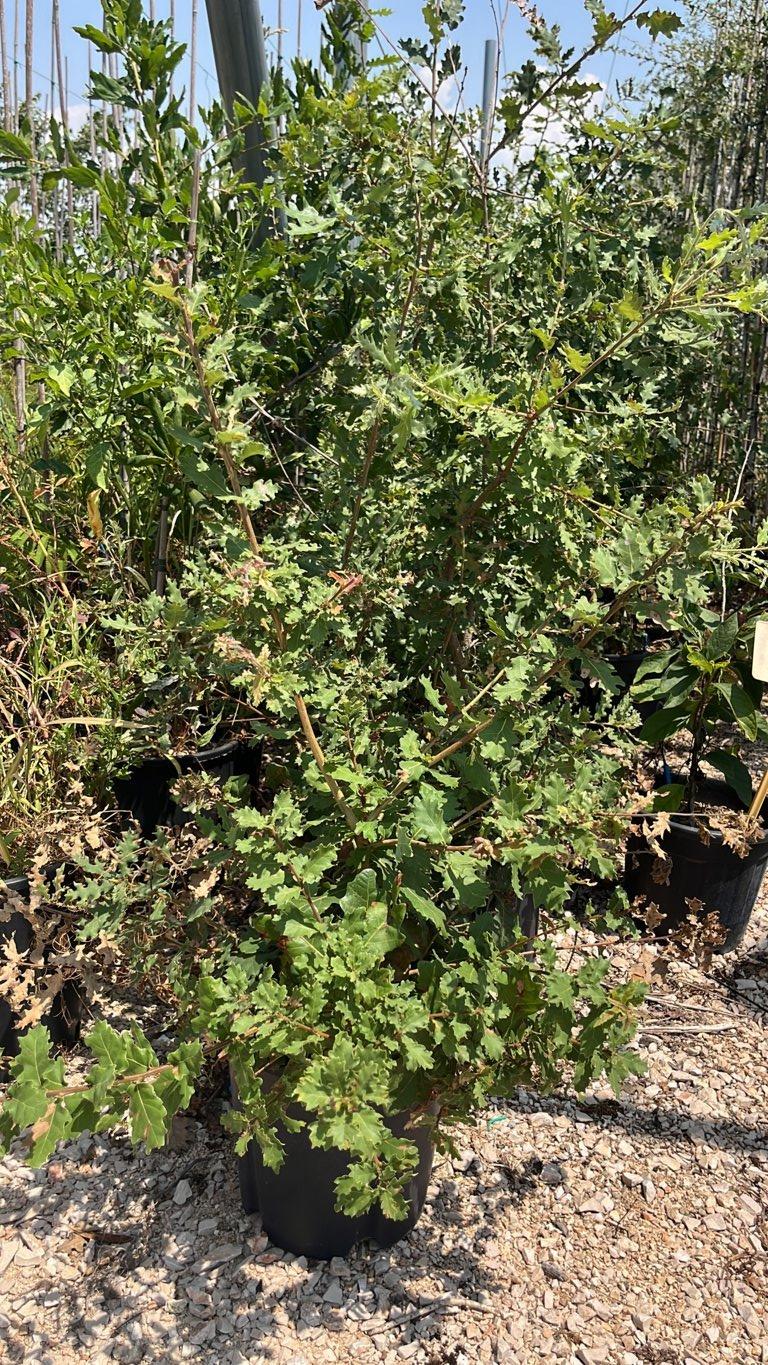 QUERCUS F.C PUBESCENS Roverella