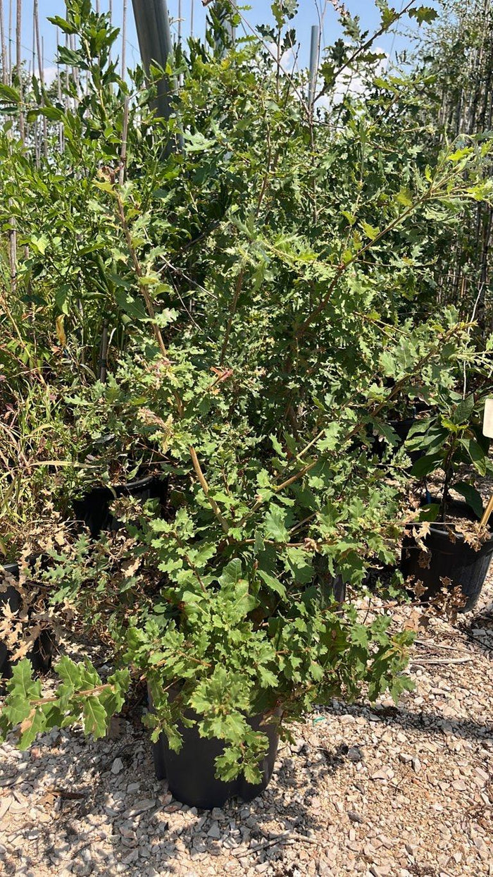 QUERCUS F.C PUBESCENS Roverella