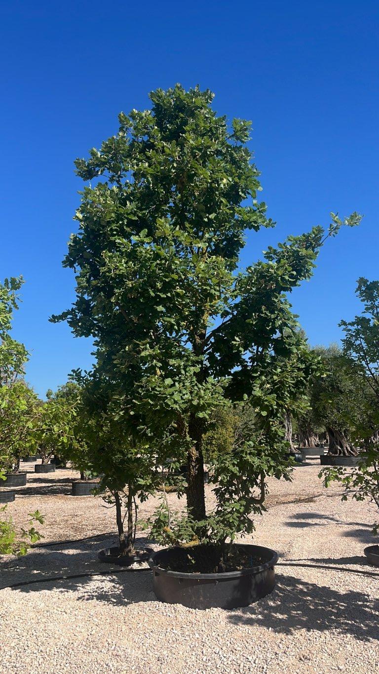 QUERCUS F.C PUBESCENS Roverella