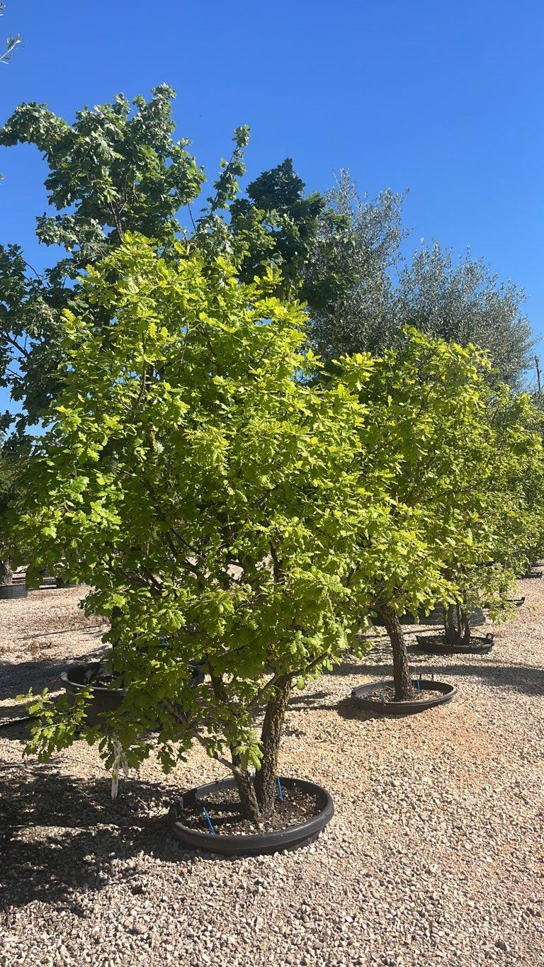 QUERCUS F.C PUBESCENS Roverella
