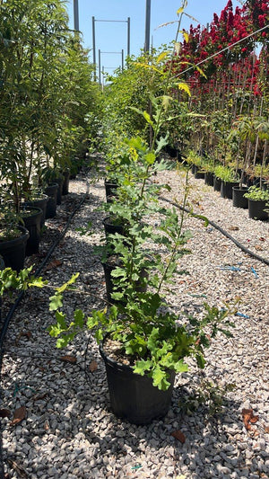 QUERCUS F.C ROBUR CONCORDIA