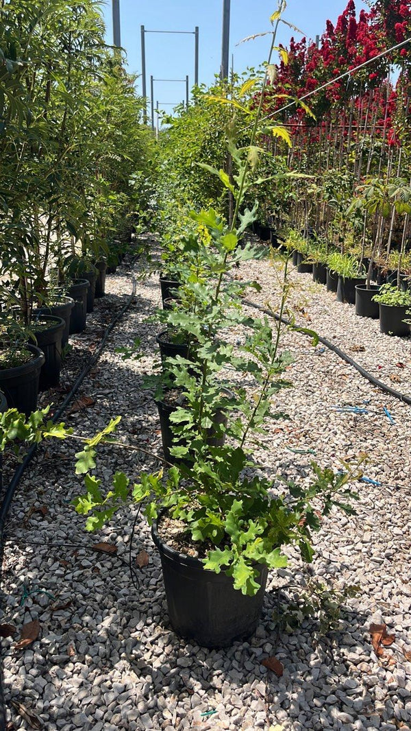 QUERCUS F.C ROBUR CONCORDIA