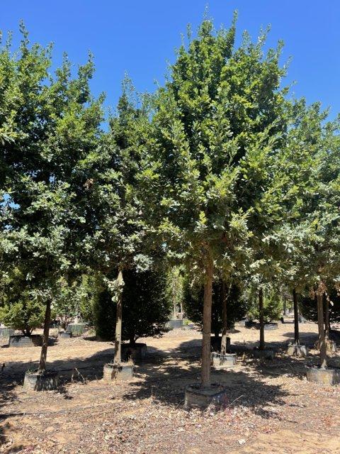 QUERCUS F.C ROBUR Farnia