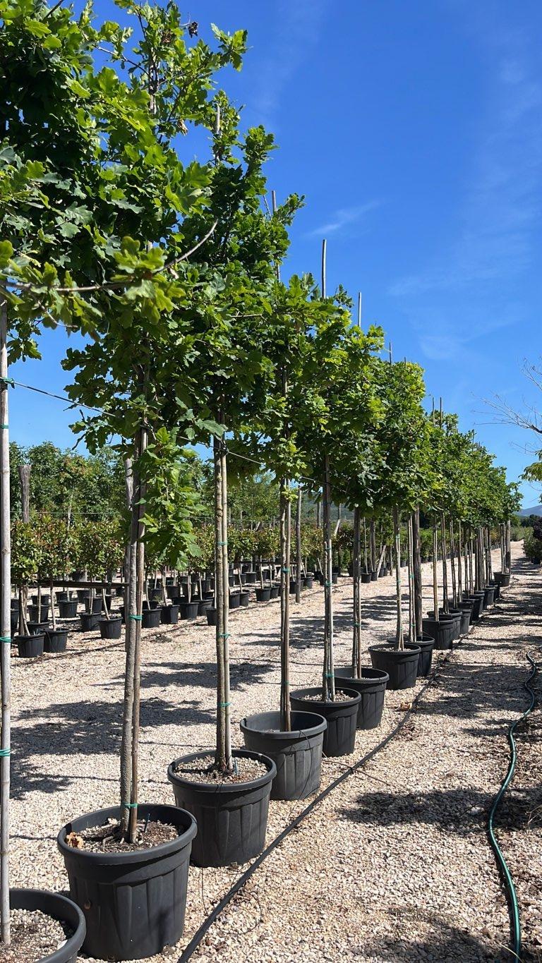 QUERCUS F.C ROBUR Farnia