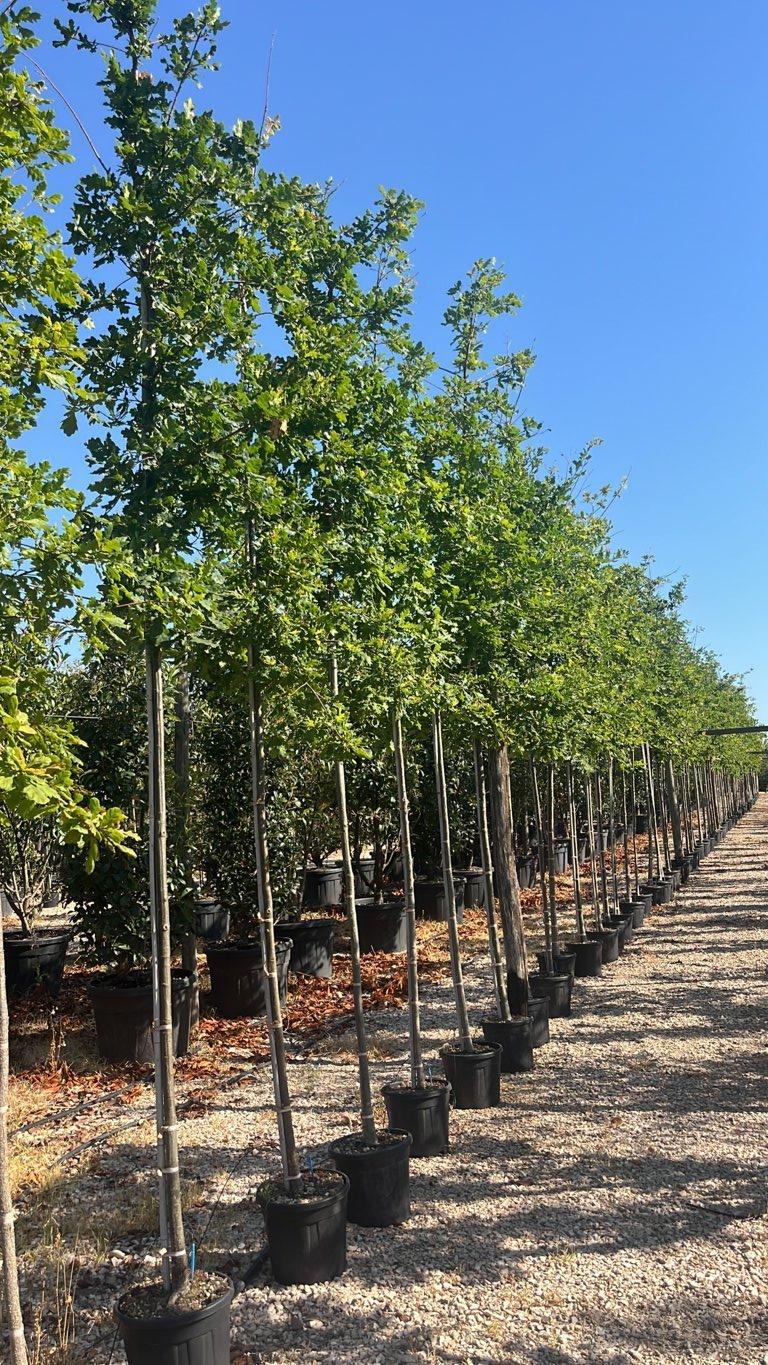 QUERCUS F.C ROBUR Farnia