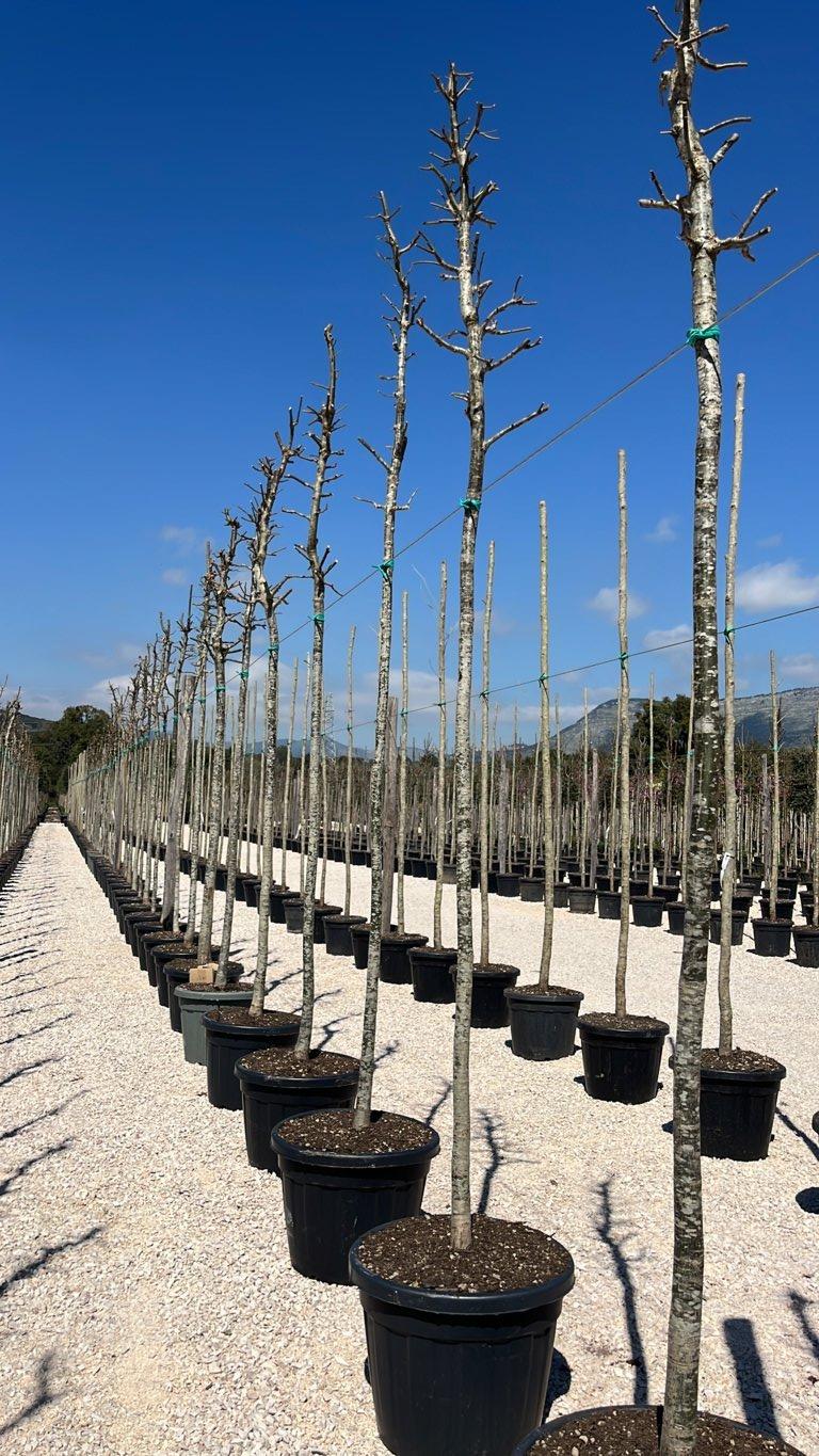 QUERCUS F.C ROBUR Farnia