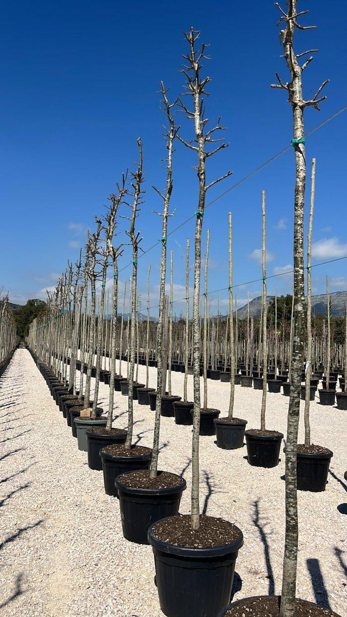 QUERCUS F.C ROBUR Farnia