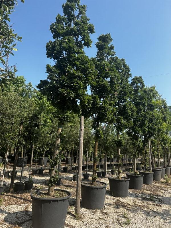 QUERCUS F.C ROBUR FASTIGIATA  KOSTER Farnia