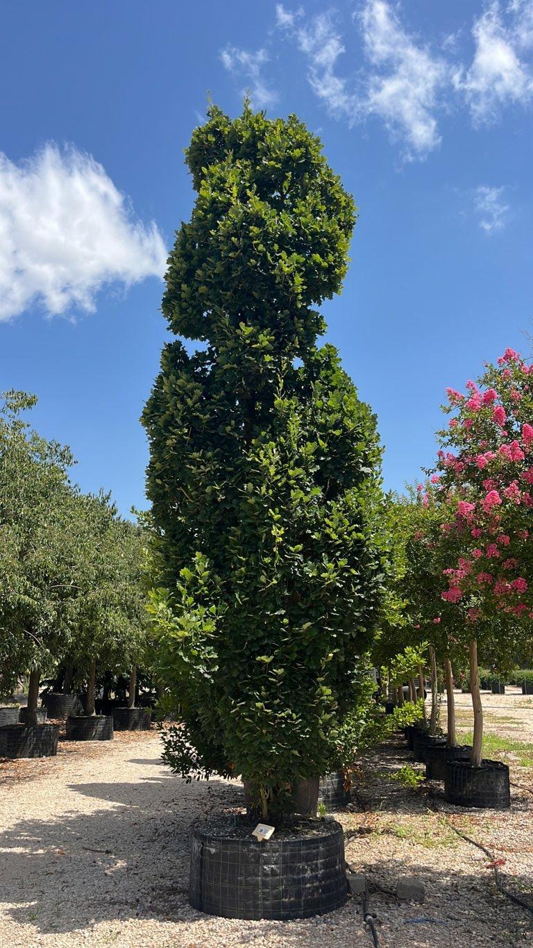 QUERCUS F.C ROBUR FASTIGIATA  KOSTER Farnia