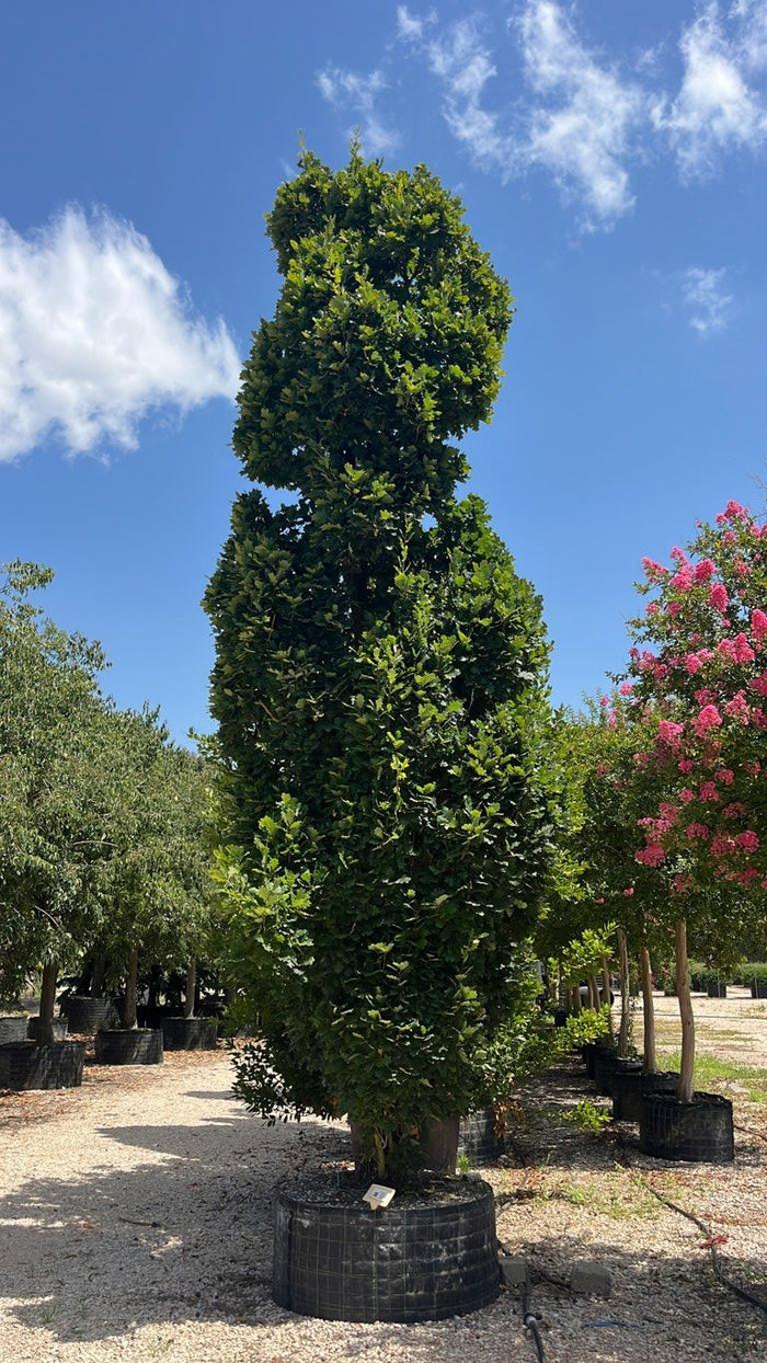 QUERCUS F.C ROBUR FASTIGIATA  KOSTER Farnia