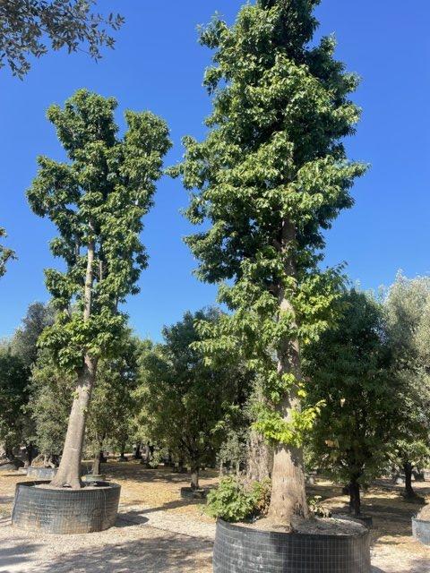 QUERCUS F.C RUBRA Quercia rossa