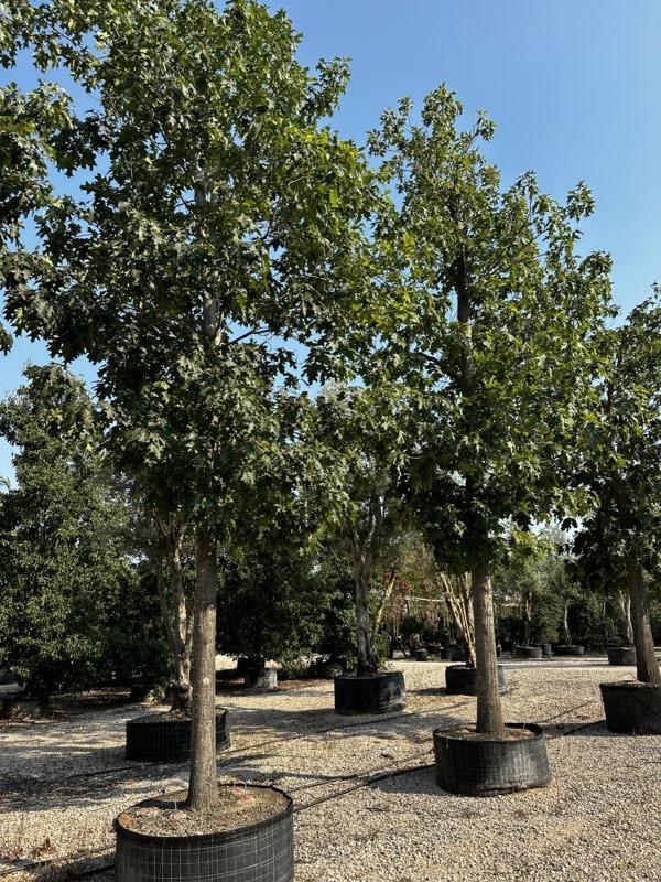QUERCUS F.C RUBRA Quercia rossa