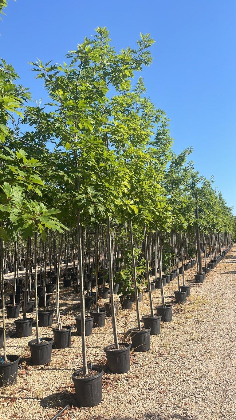 QUERCUS F.C RUBRA Quercia rossa