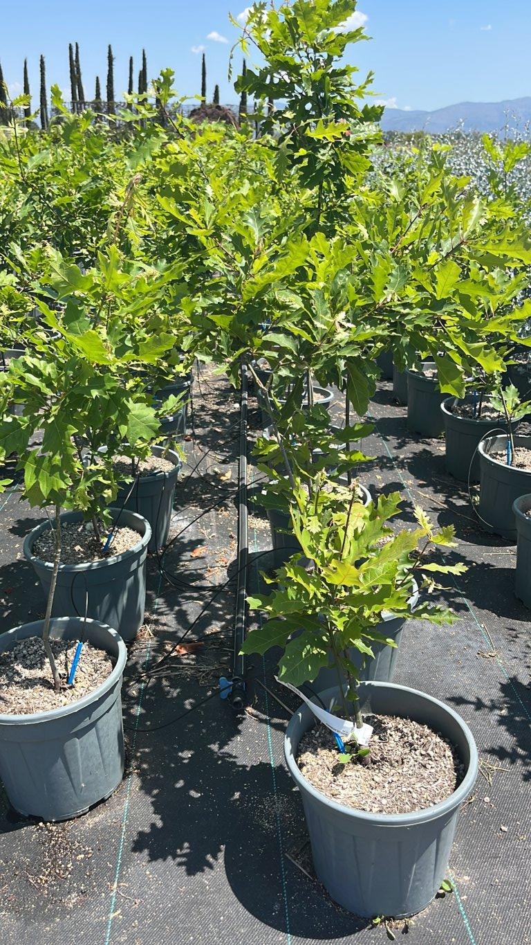 QUERCUS F.C SHUMARDII Quercia di Shumard